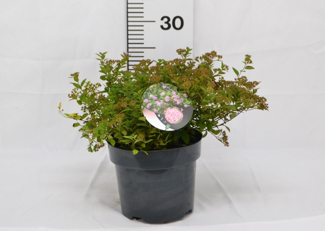 Spiraea jap. 'Little Princess' - C3 20-40 CM